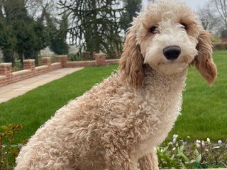 Miniature Poodle dogs in Driffield - Advert 15