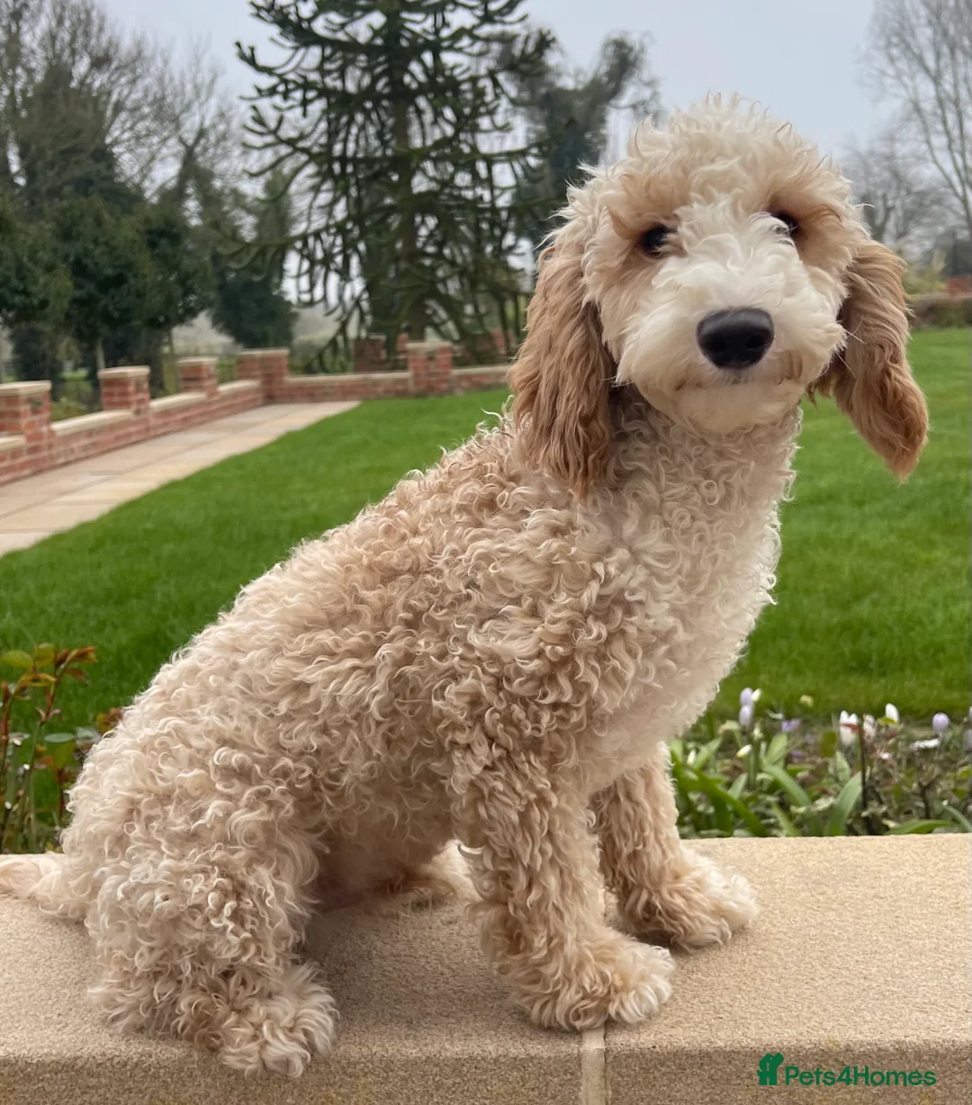 Miniature Poodle dogs for stud: Miniature Poodle Stud  in Driffield - Advert 1