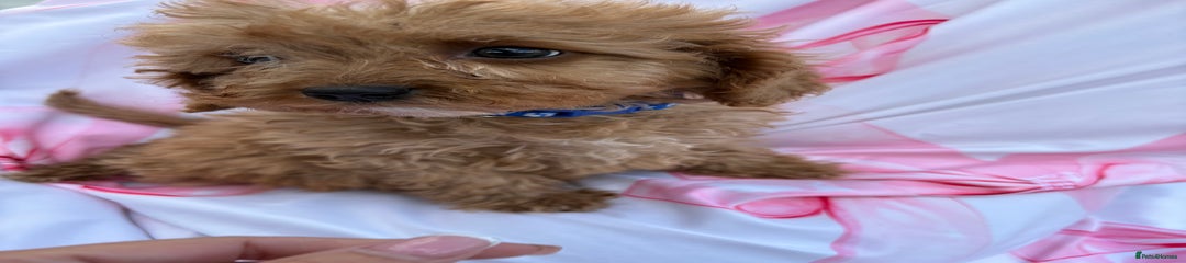 Cavapoo Puppy 1