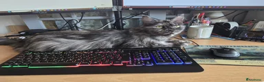 Mimi