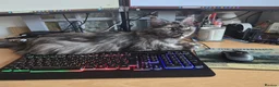 Maine Coon cats for sale: 3yr old Ex Queen full Maine Coon - Advert 5