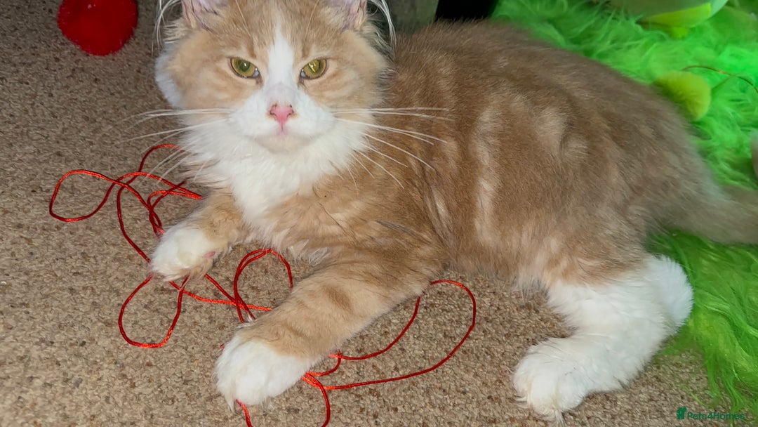 Maine Coon cats for sale: Xl mainecoon kittens dad is Xl very big boy  - Advert 27