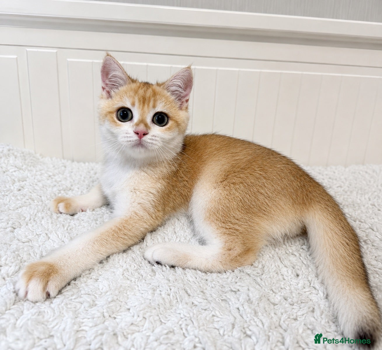 British Shorthair cats 🧡 Exceptional golden British shorthair kittens 🧡 - Advert 2
