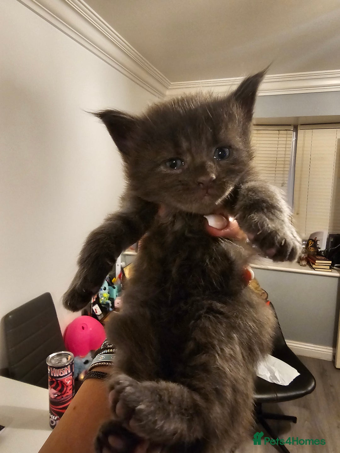 Maine Coon cats for sale: Mainecoon kittens - Image 9