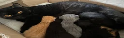 British Shorthair cats for sale: Gccf registered pedigree British Shorthair kittend - Advert 7