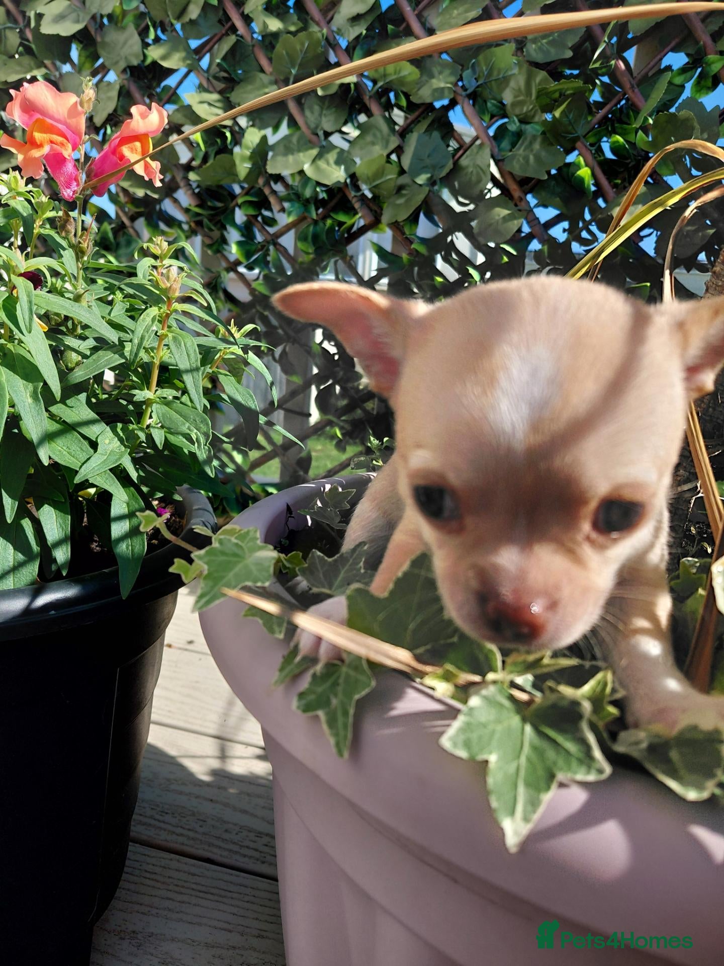 Chihuahua dogs Chihuhua pups in essex - Advert 2