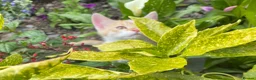 Mixed Breed cats for sale: Part Ragdoll Kittens Looking for Forever Families - Advert 21