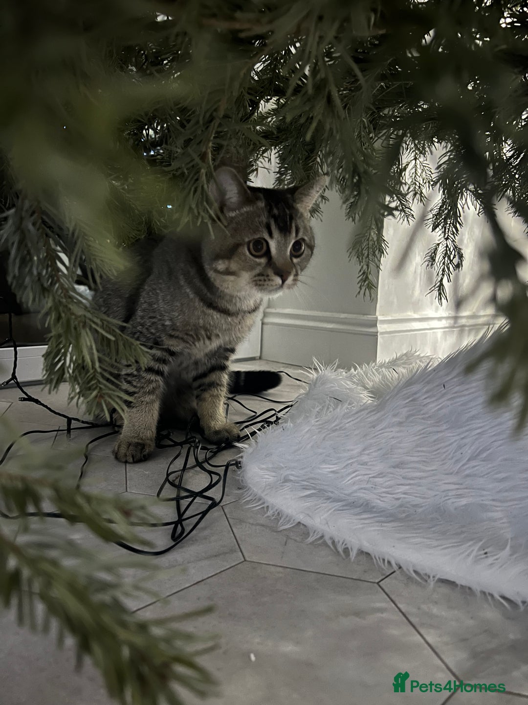 British Shorthair cats for sale: Friendly 6 Month Old Male Kitten - Advert 2