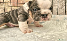 English Bulldog dogs for sale: Outstanding KC English Bulldogs, Top Quality Pups - Image 40