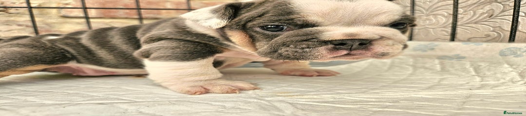 Peggy Sue - Avbullies 