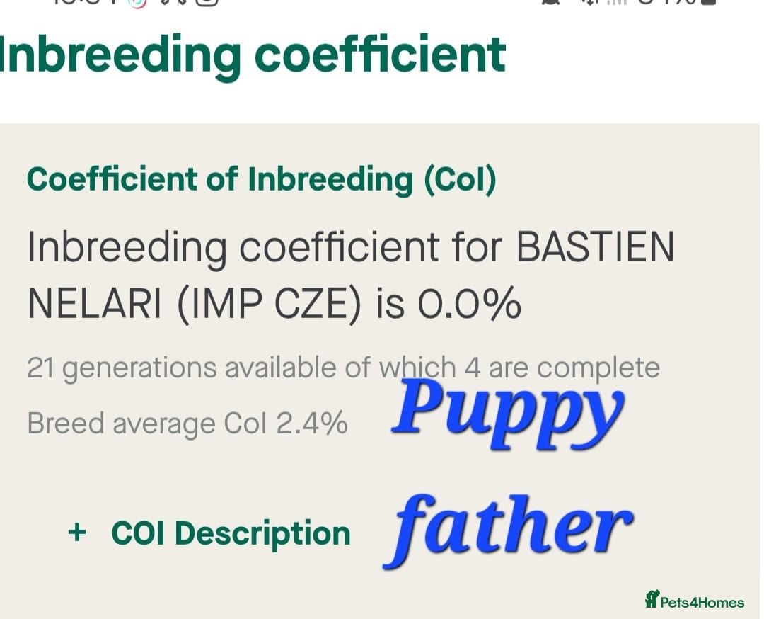 German Shepherd dogs for sale: Beautiful KC Registered Gsd Puppy Ready now😍😍 - Advert 12