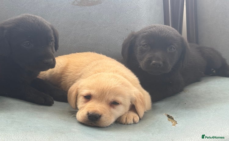 Labrador Retriever dogs - Advert 1