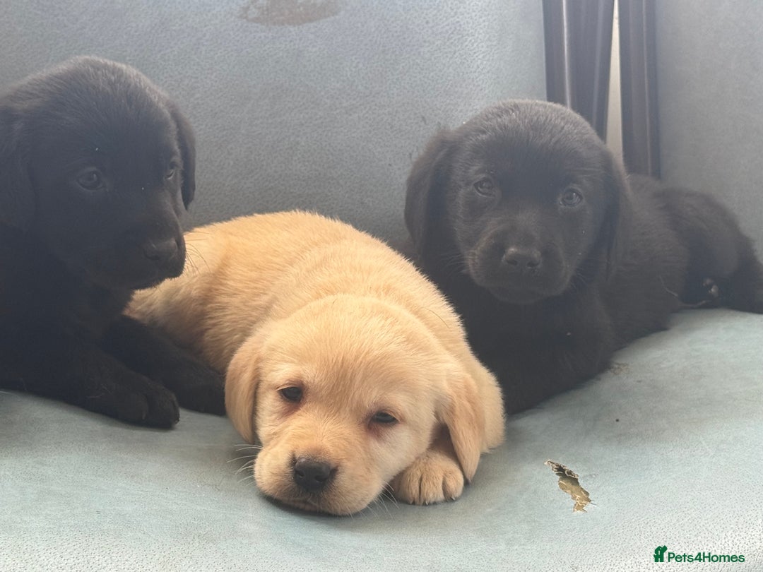 Labrador Retriever dogs for sale: Adorable Labradors - Image 1