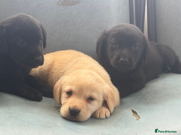 Labrador Retriever dogs - Advert 12
