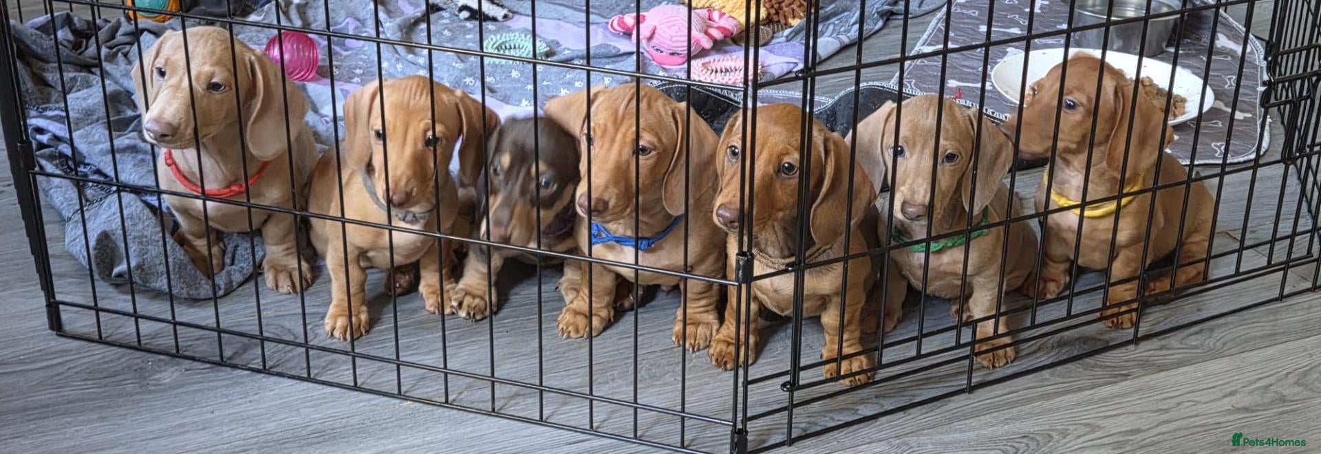 Miniature Dachshund dogs Beautiful miniture Dachshunds now available  - Advert 20
