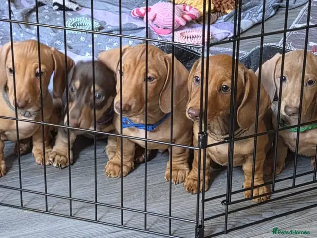 Miniature Dachshund dogs for sale: Beautiful miniture Dachshunds now available - Advert 18