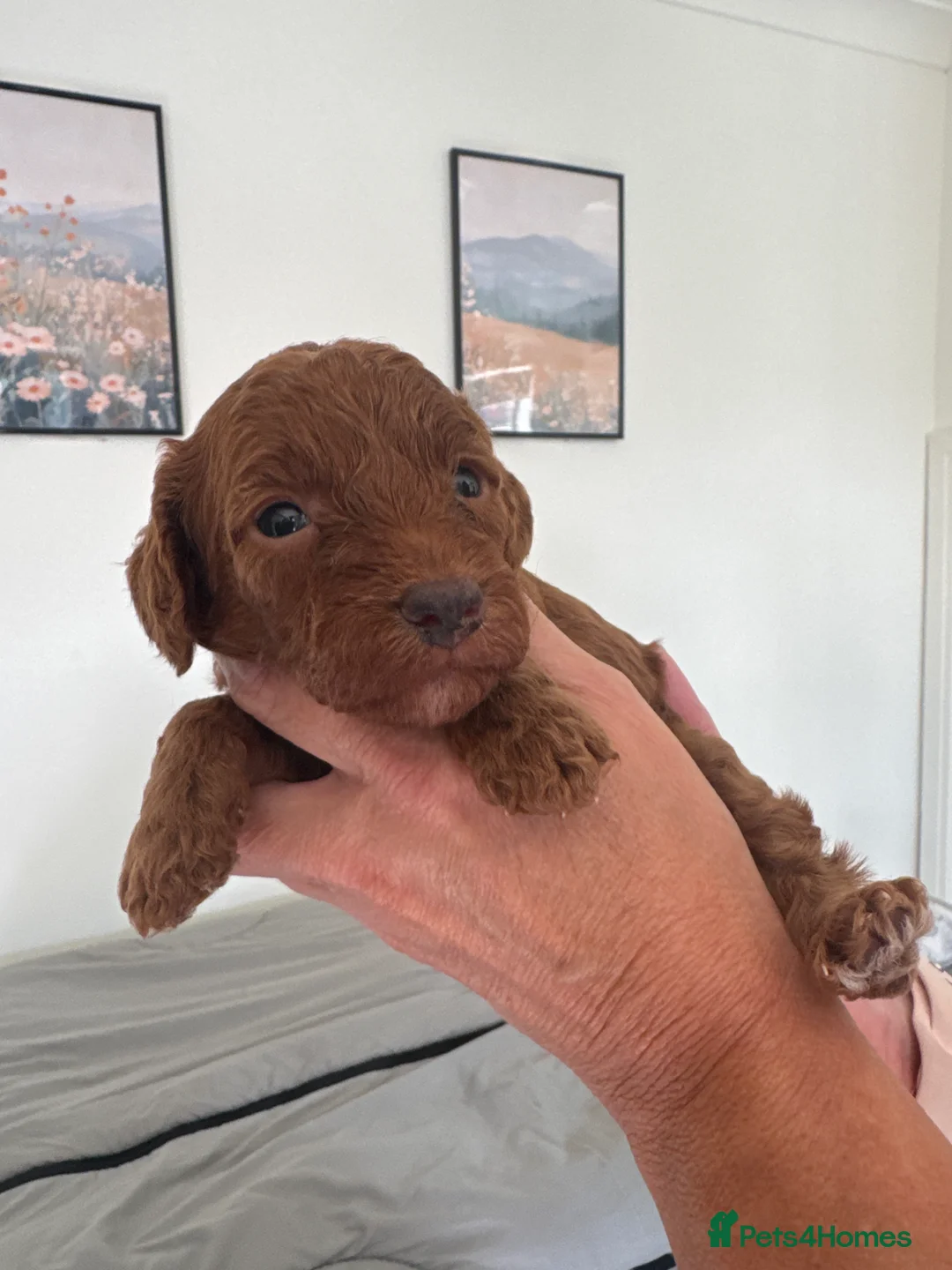 Cockapoo dogs for sale: READY SOON - Gorgeous Cockapoo Puppies in Leominster - Advert 2