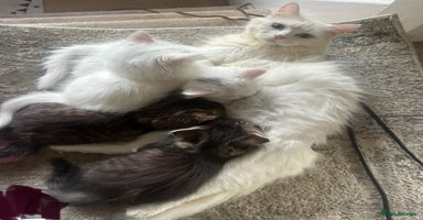 Turkish Angora cats - Advert 8