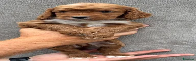 Cockapoo 5