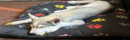 Siberian Husky dogs for sale: Husky pup  in Louth - Advert 2
