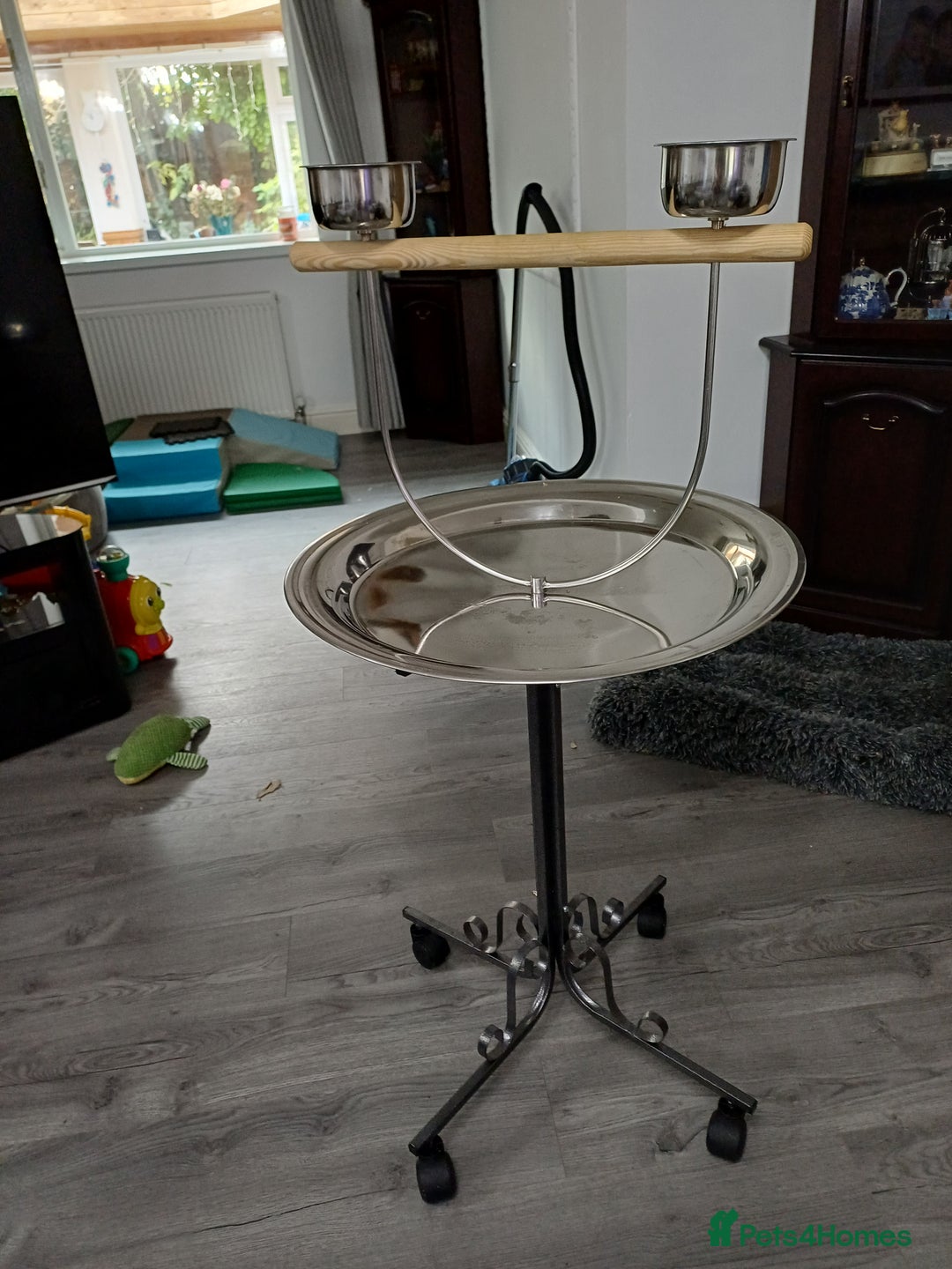 Macaws birds for sale: Blue & Gold Macaw For Sale - Image 6