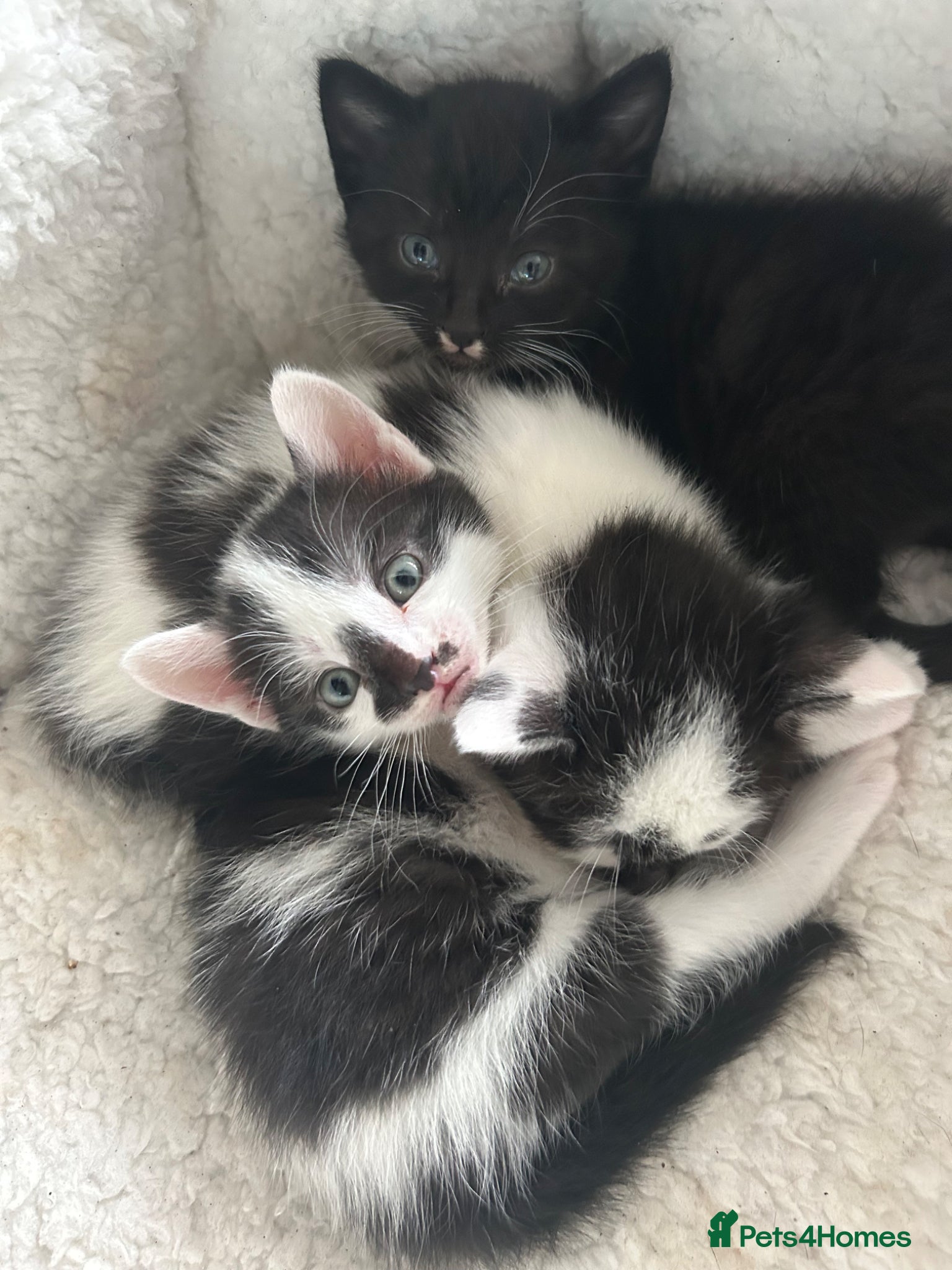 British Shorthair cats 3 BRITISH SHORT HAIR MIX KITTENS - Advert 1