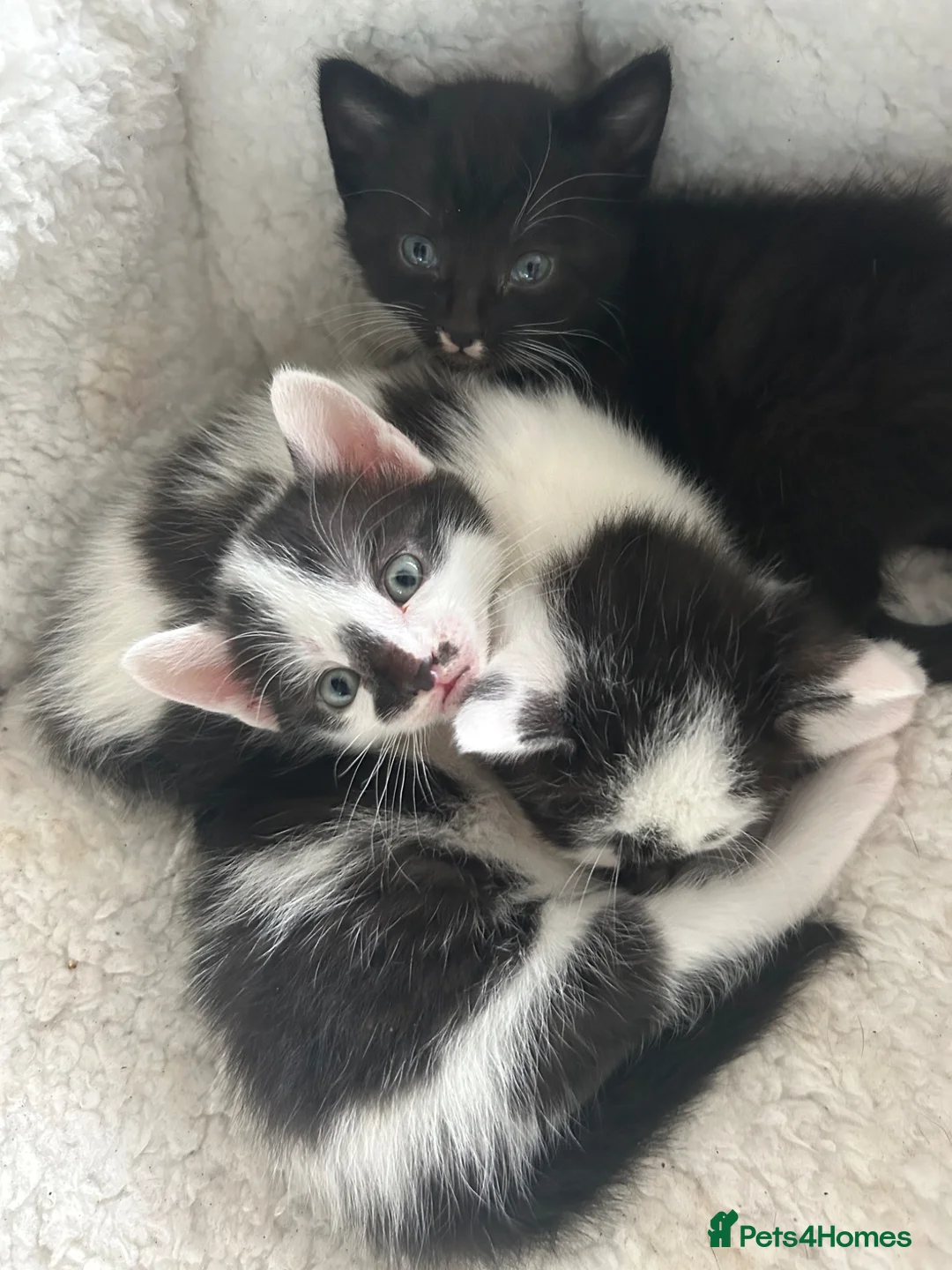 British Shorthair cats for sale: 3 BRITISH SHORT HAIR MIX KITTENS - Advert 1