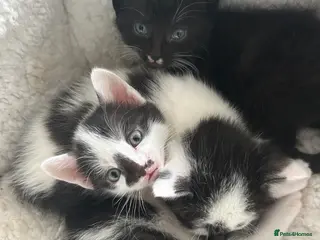 British Shorthair cats 3 BRITISH SHORT HAIR MIX KITTENS - Advert 1