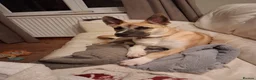 Mixed Breed dogs for sale: Bear  - Advert 1