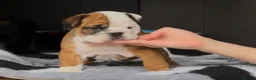 English Bulldog dogs for sale: MULTI CH sired english bulldog puppies in Watford - Advert 3
