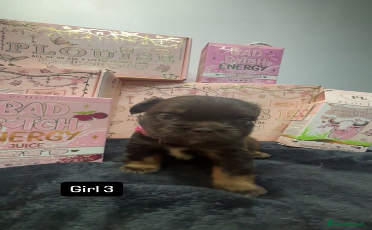 French Bulldog dogs Fluffy Frenchies. All carry pink  - Advert 1