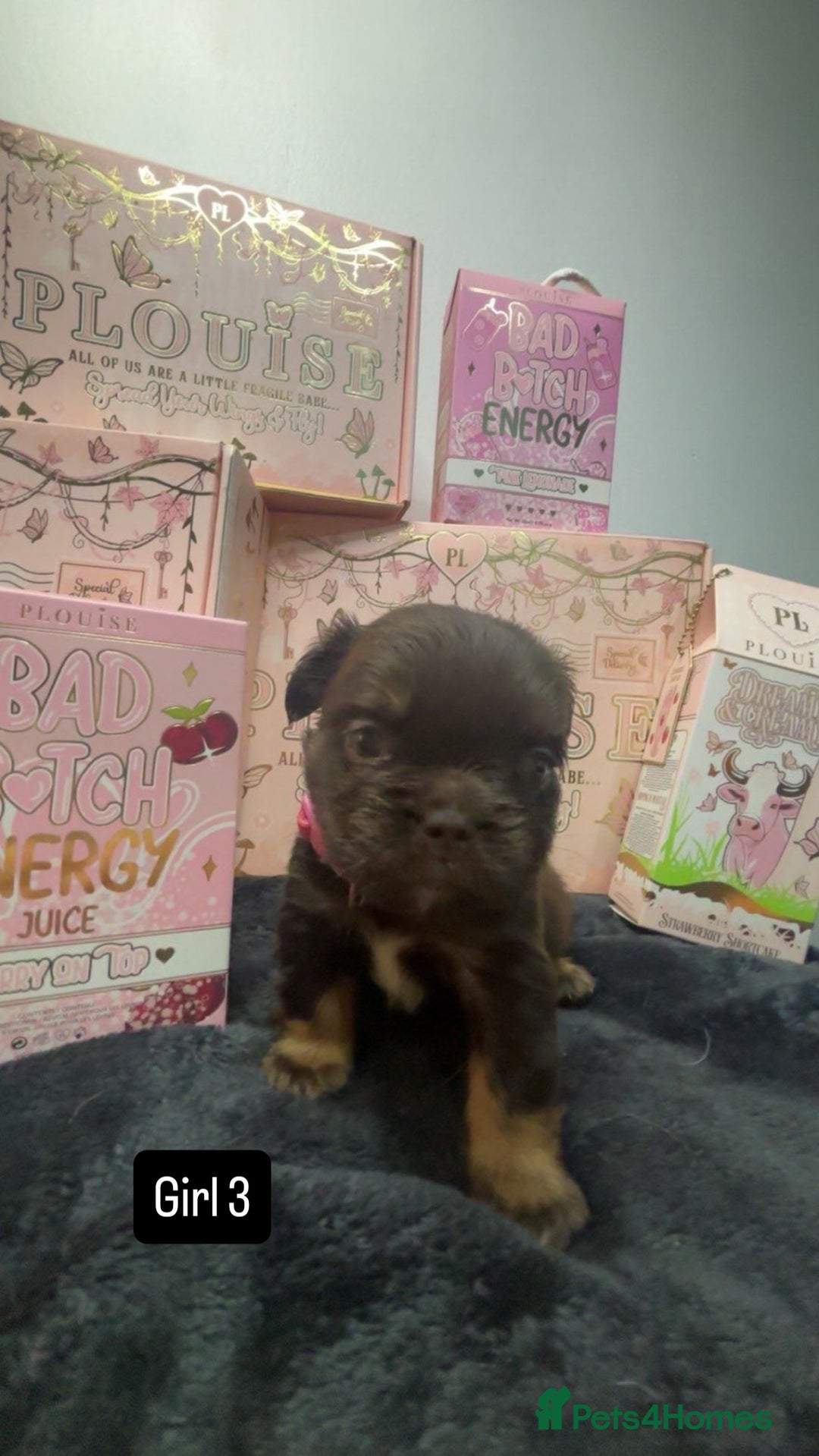 French Bulldog dogs for sale: Fluffy Frenchies. All carry pink  - Advert 1