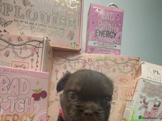 French Bulldog dogs Fluffy Frenchies. All carry pink - Advert 1