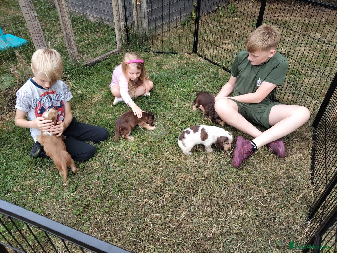 Cocker Spaniel dogs for sale: Cocker Spaniel Show Type KC (Simberwood)  - Image 13