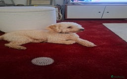 Toy Poodle dogs for sale: Beautiful, Loving Male Toy Poodle Available Now - Image 1