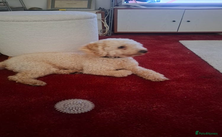 Toy Poodle dogs - Advert 12
