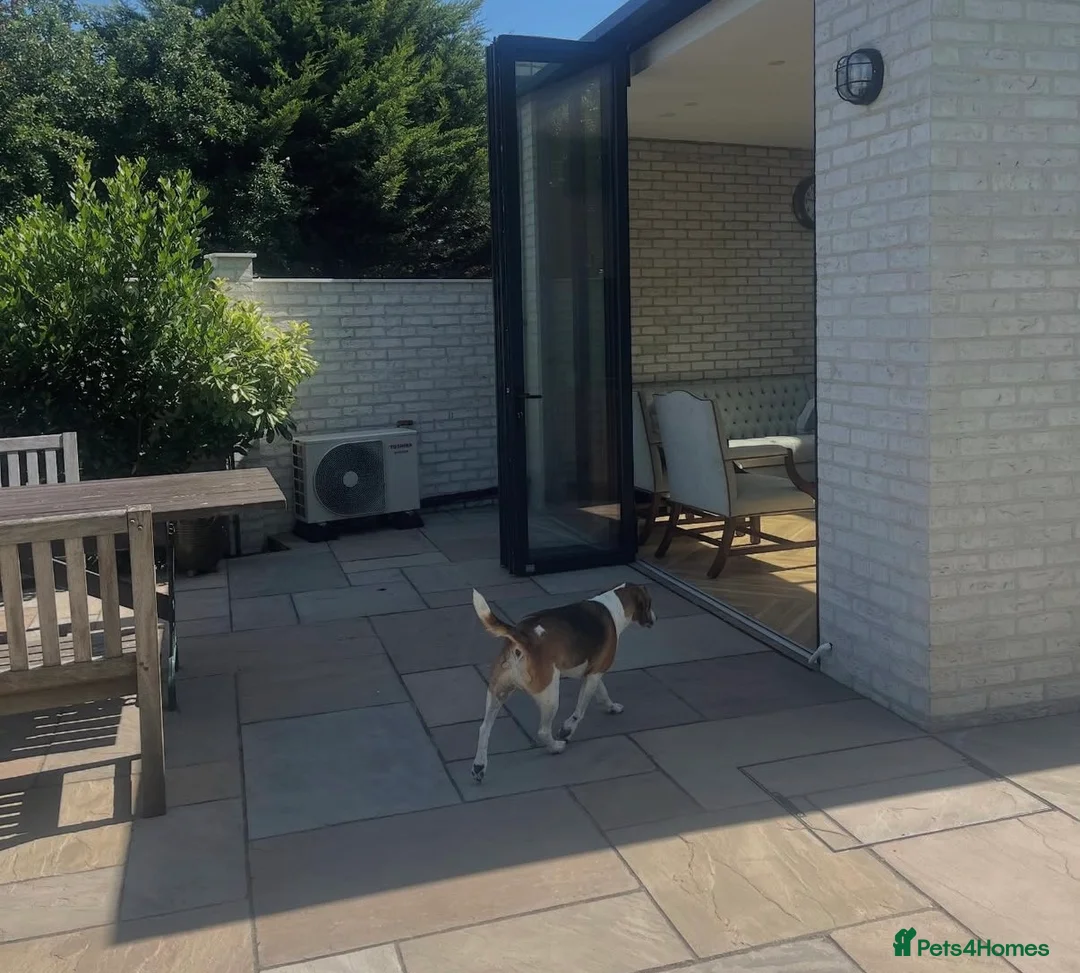 Beagle dogs for sale: Beagle called Blu - Advert 5