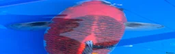 Koi Carp fish for sale: Stunning Female Kol - Approx. 45cm - £500 in Wokingham - Advert 8
