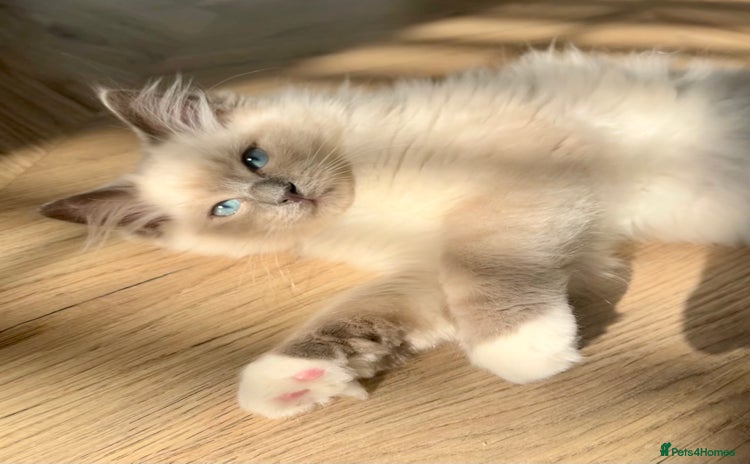 Ragdoll cats - Advert 5