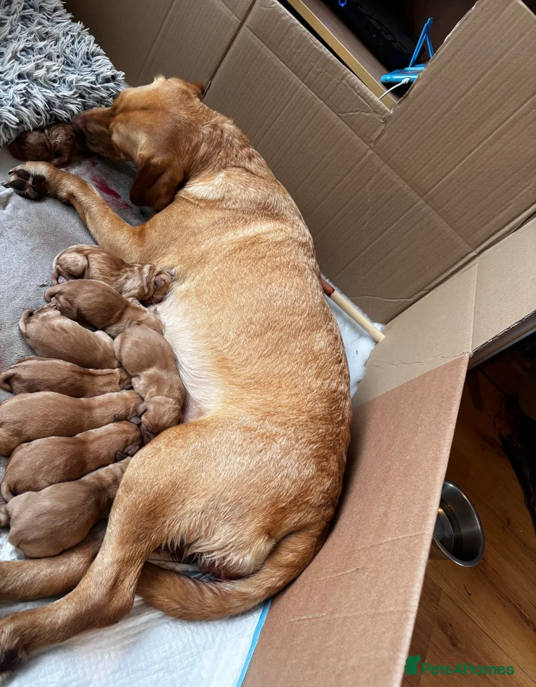 Labrador Retriever dogs for stud: Health clear,hip scored,KC Red Labrador for stud in Darlington - Advert 23