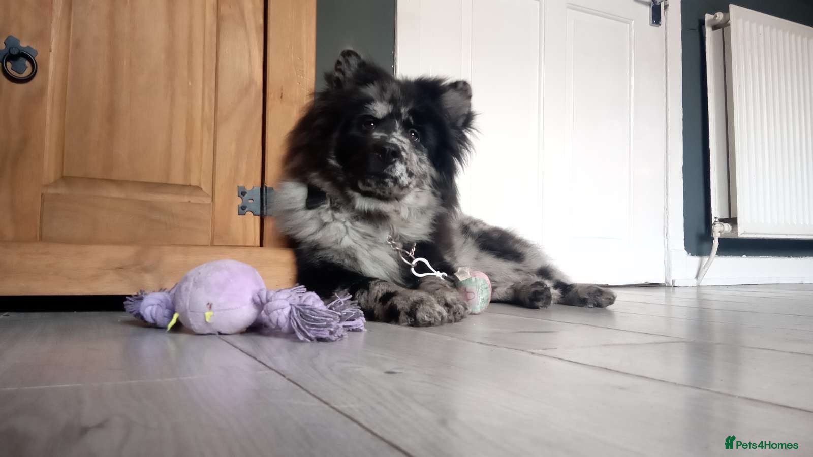 Chow Chow dogs For stud  - Advert 1