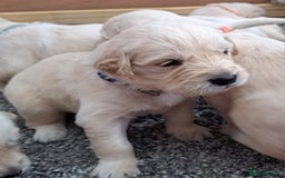 Golden Retriever dogs for sale: Gorgeous pedigree golden retriever puppies - Image 22