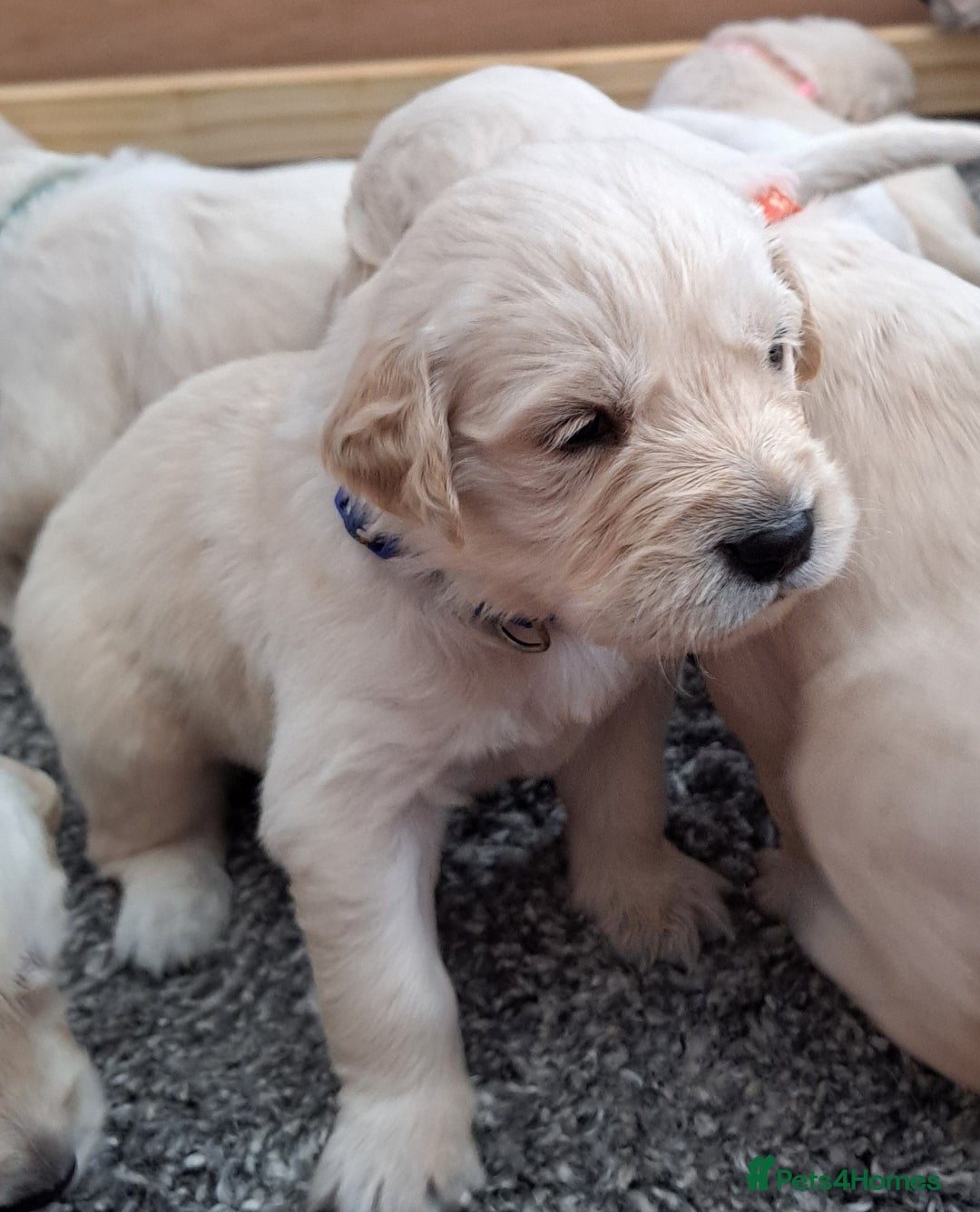 Golden Retriever dogs for sale: Gorgeous pedigree golden retriever puppies - Image 22