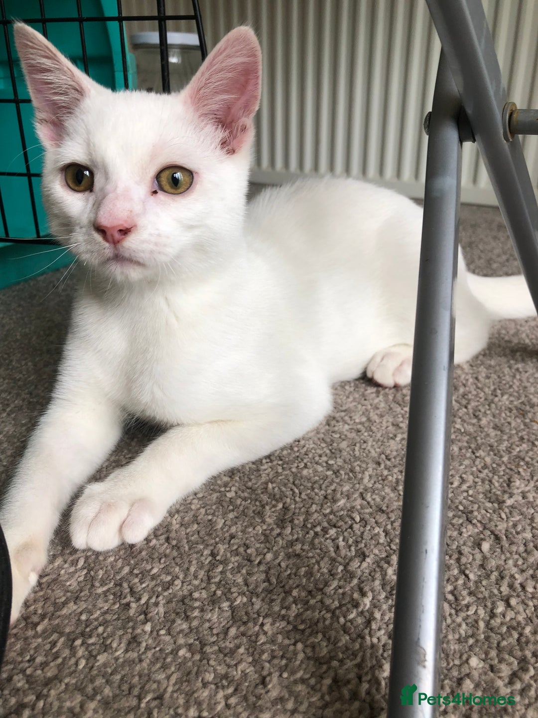 British Shorthair cats for sale: Kitten for sale - Image 1