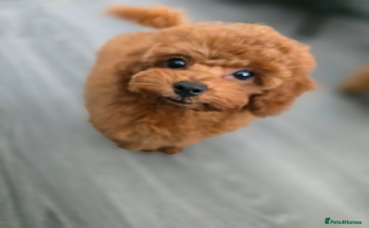 Toy Poodle dogs - Advert 5