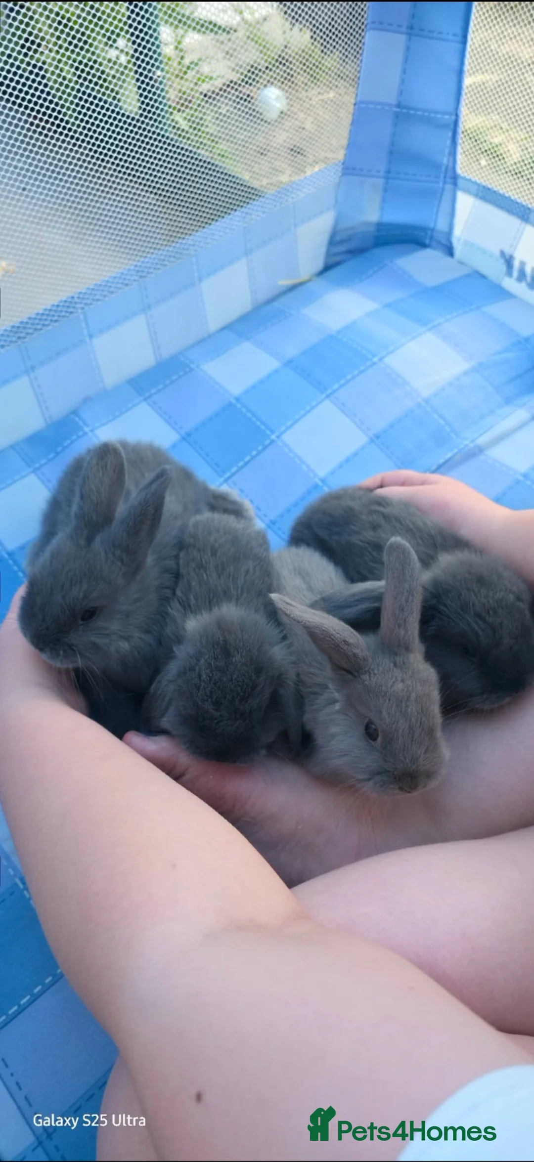 Mini Lop rabbits for sale: Mini lop rabbits  in Stockton-on-Tees - Advert 2