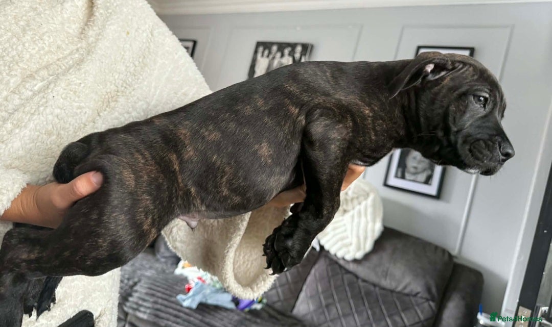 Mixed Breed dogs for sale: Beautiful pups cane/corso staff - Advert 7