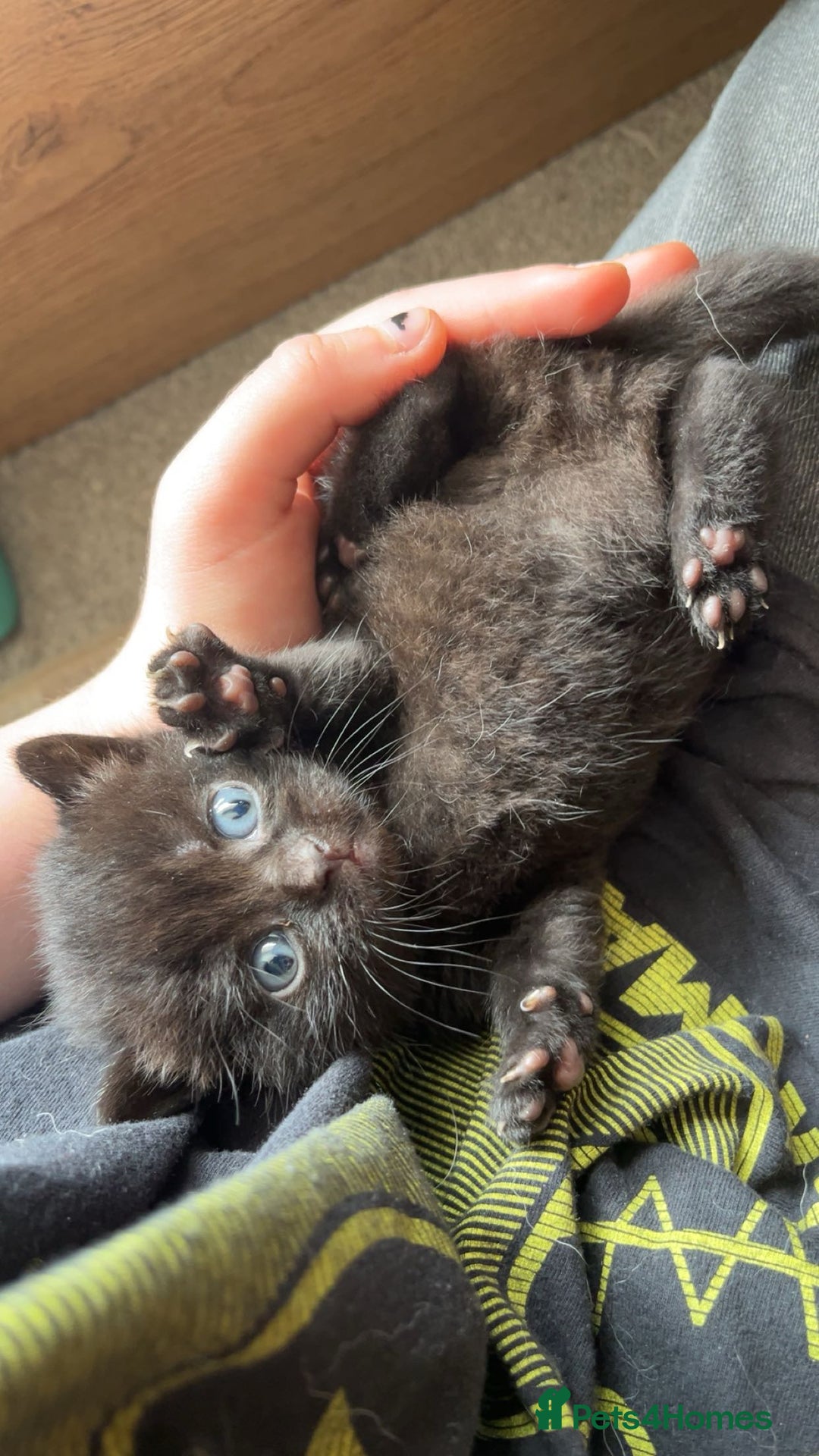 Mixed Breed cats for sale: 6 mixed breed / british shorthair kittens - Image 12
