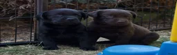 Labrador Retriever dogs for sale: Quality Labrador pups. Health tested parents - Advert 1