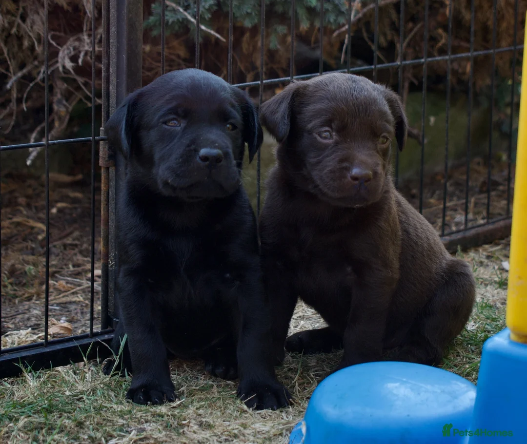 Labrador Retriever dogs for sale: Quality Labrador pups. Health tested parents - Advert 1